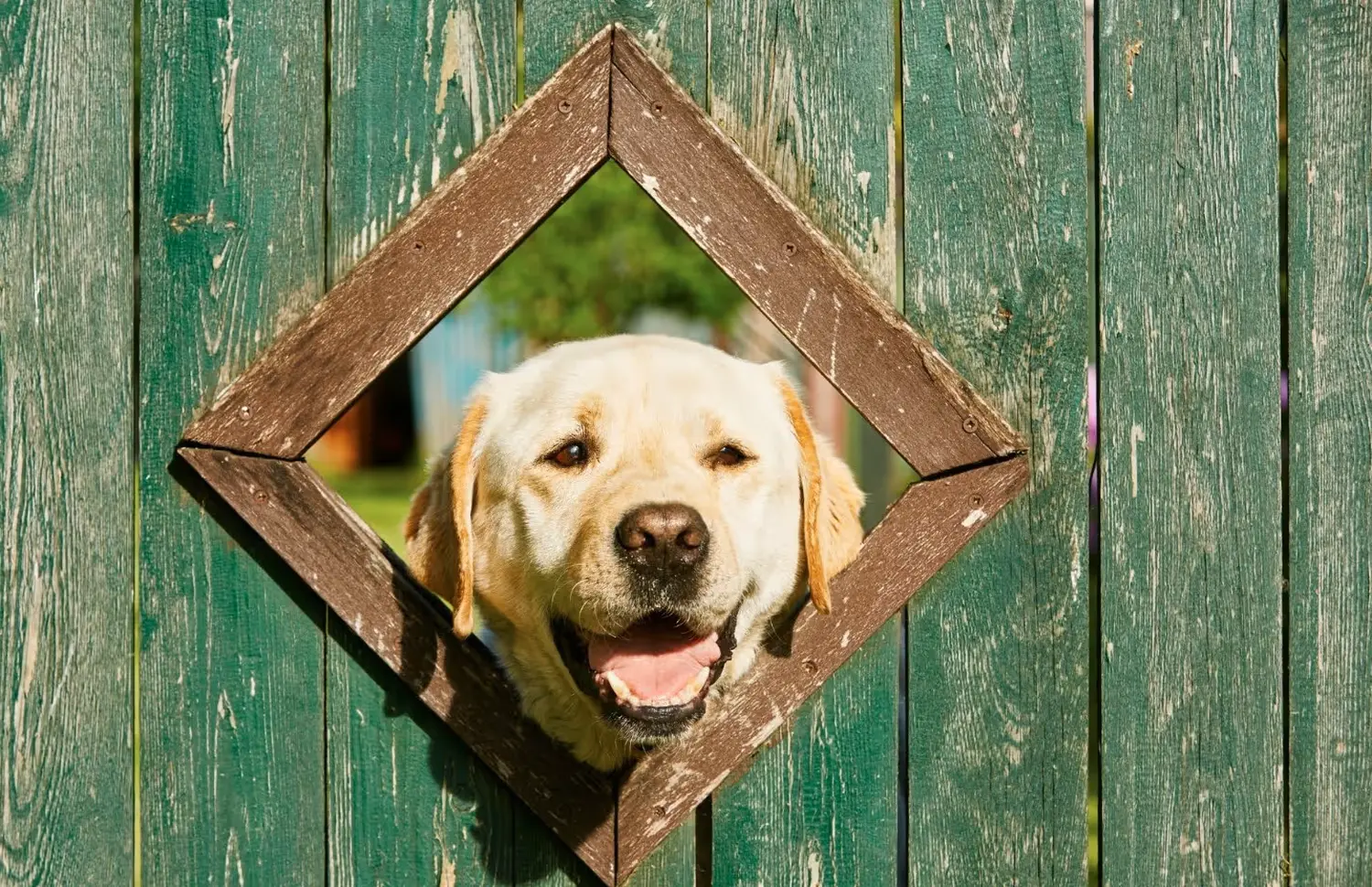 t.t.m.-therapie.tier.mensch.de UG haftungsbeschränkt - Therapeut - Hund