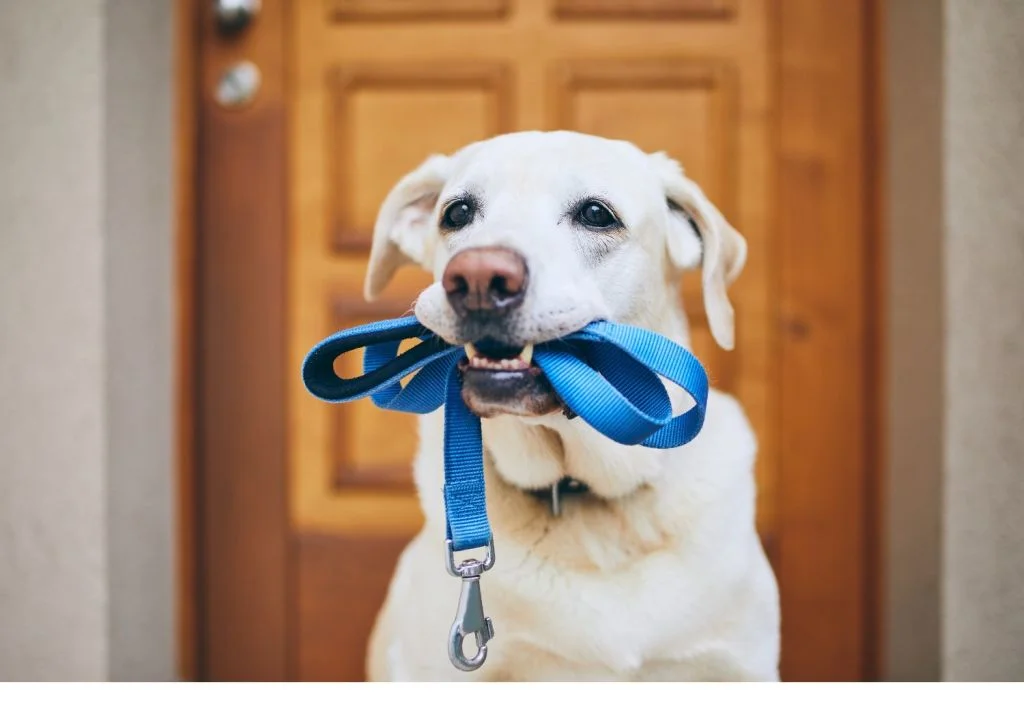t.t.m.-therapie.tier.mensch.de UG haftungsbeschränkt - Therapeut - Hund